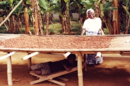 Ghanaian Shea Butter